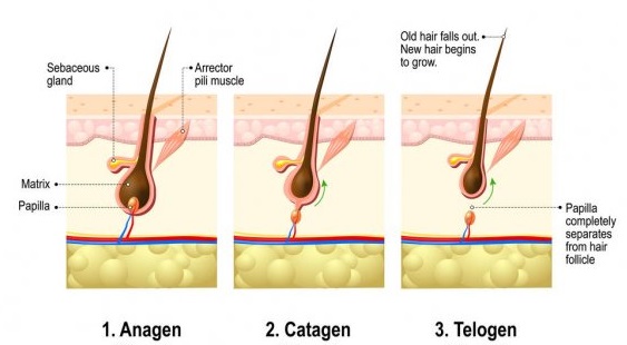 Cara Rambut Cepat Panjang dan Tips Merawat Agar Tetap Sehat